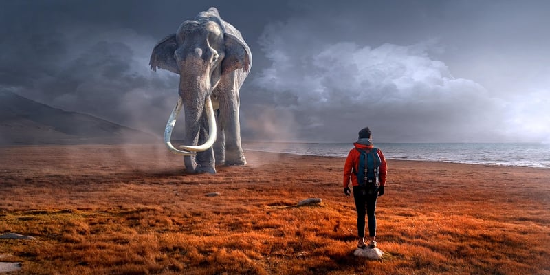 Wildlife encounters