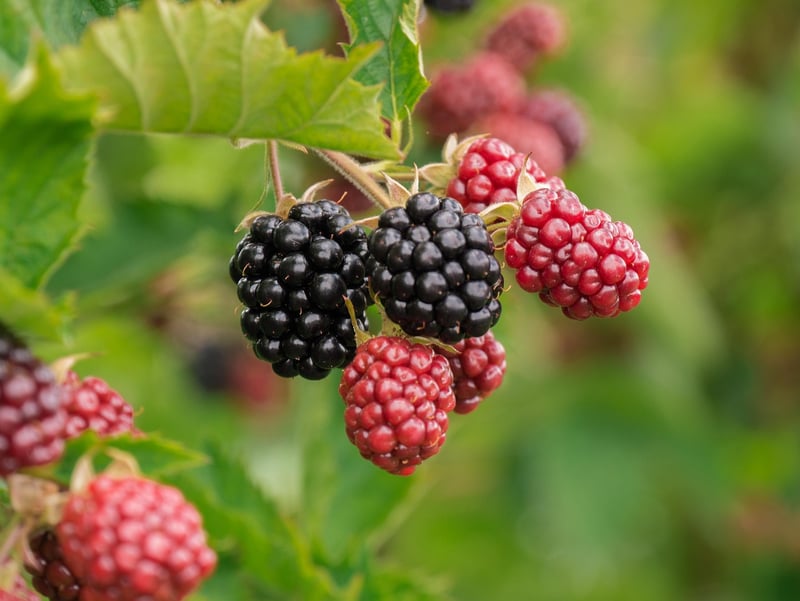 Food Foraging Test